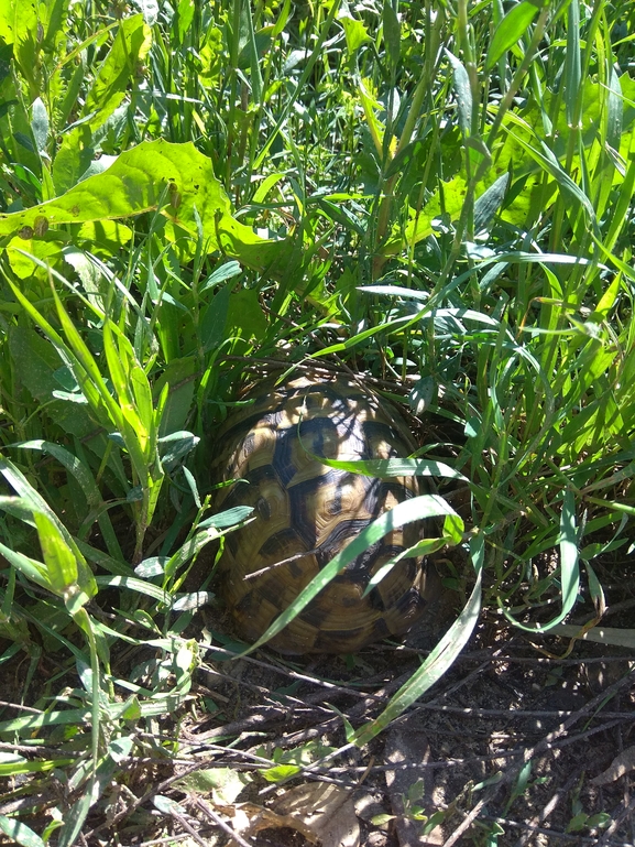 Testudo graeca  photographed by רן טל 