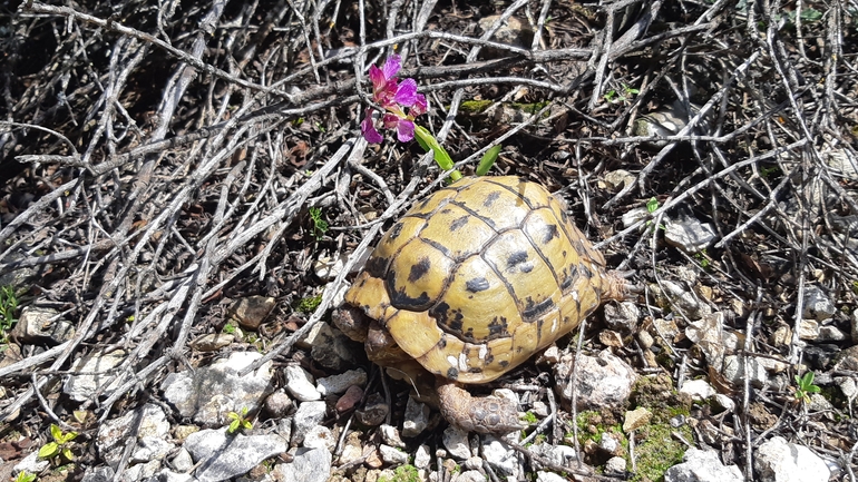 Testudo graeca  photographed by אריאל קדם 