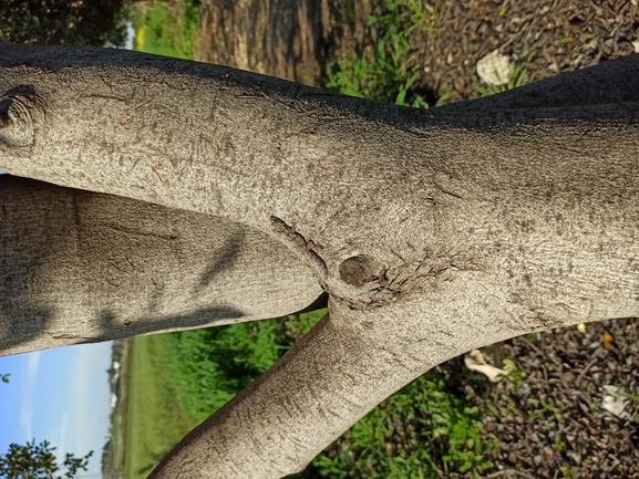 Cyrtodactylus kotschyi orientalis  photographed by בעז שחם 