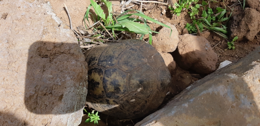 Testudo graeca  photographed by עידו שקד 