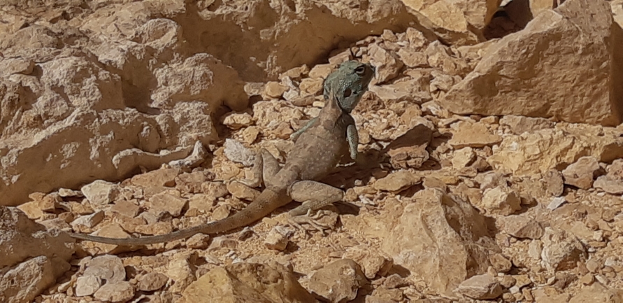 Agama sinaita  photographed by אשר פרץ 