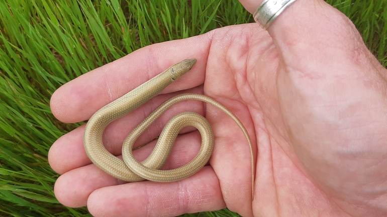 Chalcides guentheri  photographed by אריאל קדם 