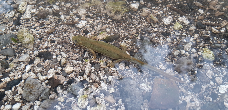 Triturus vittatus vittatus  photographed by ליעד כהן 