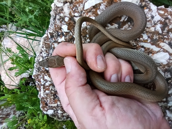 Coluber rubriceps  photographed by בעז שחם 