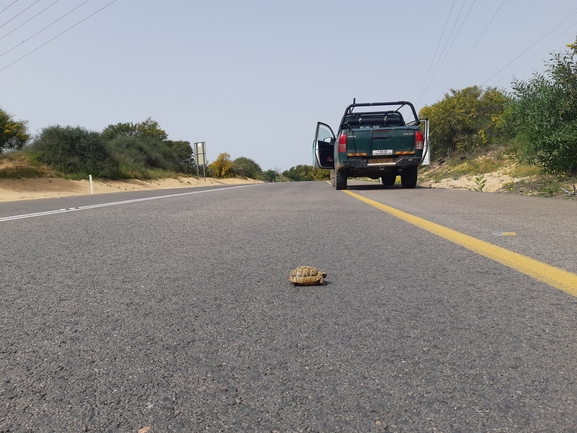 Testudo graeca  photographed by סיון מרדוק 