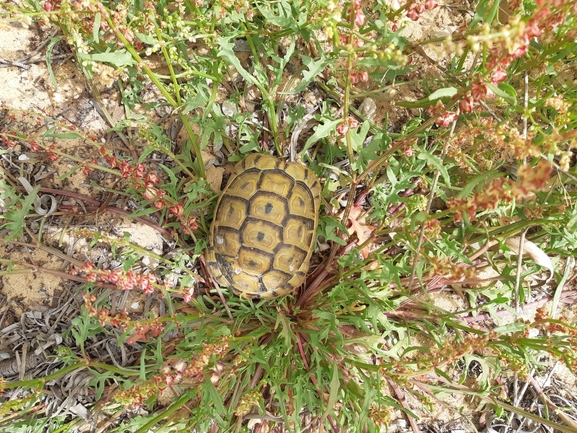 Testudo graeca  photographed by סיון מרדוק 