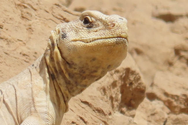 Dabb Lizard  photographed by עומרי עומסי 