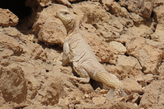 Uromastyx aegyptia  צולם על ידי עומרי עומסי 