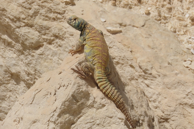 Uromastyx ornata  צולם על ידי עומרי עומסי 