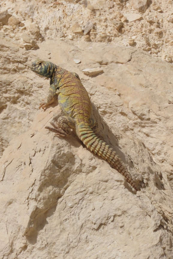 Uromastyx ornata  צולם על ידי עומרי עומסי 