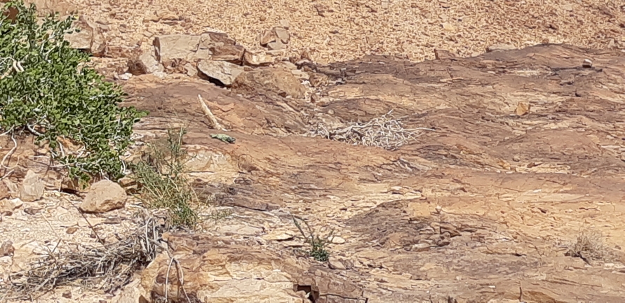 Ornate mastigure  photographed by יובל שגיא 