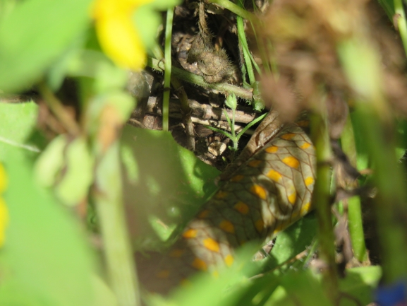 Eumeces schneideri  photographed by איליה בסקין 