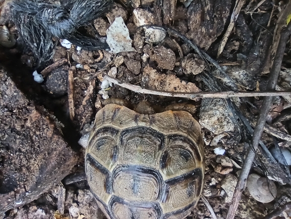 Testudo graeca  photographed by בעז שחם 