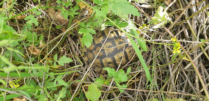 Testudo graeca  photographed by איתי לחמי 