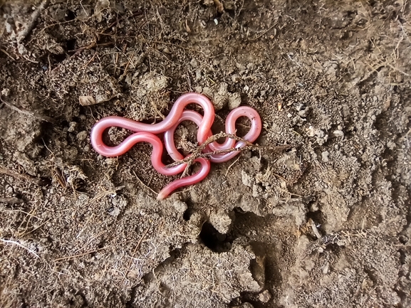 Letheobia simoni  photographed by בעז שחם 