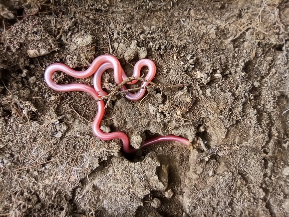 Letheobia simoni  photographed by בעז שחם 