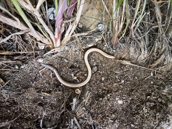 Ophiomorus latastii  photographed by בעז שחם 