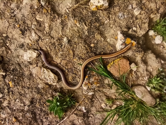 Ophiomorus latastii  photographed by בעז שחם 