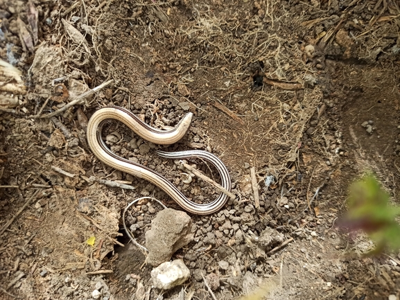 Ophiomorus latastii  photographed by בעז שחם 