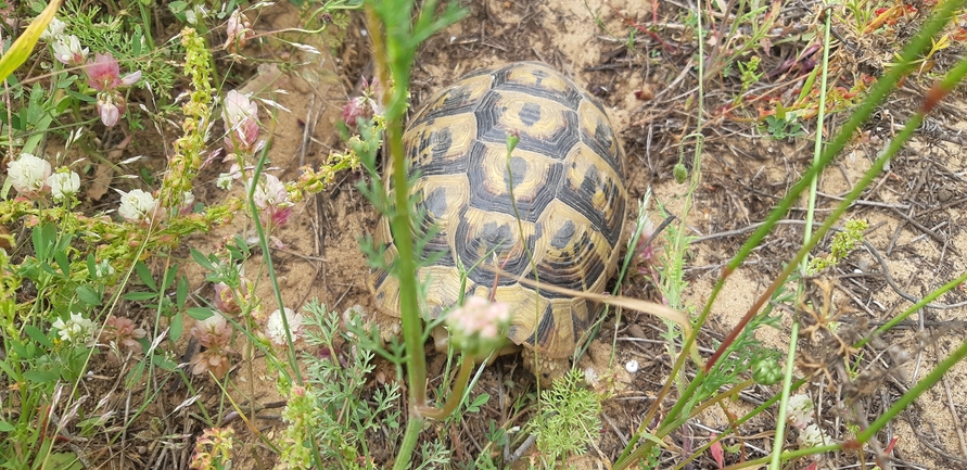 Testudo graeca  