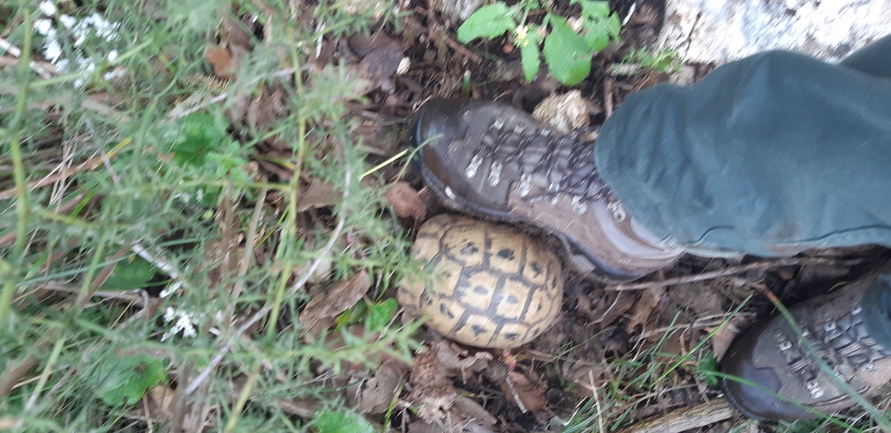 Testudo graeca  photographed by ברק ברכיאל  