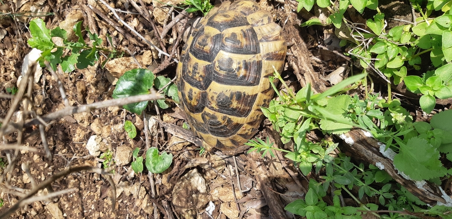 Testudo graeca  photographed by ברק ברכיאל  