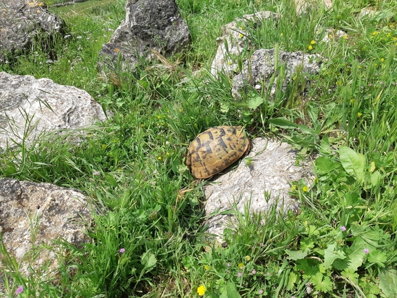 Testudo graeca  photographed by רמי יוספי 