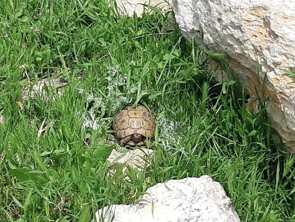 Testudo graeca  photographed by רמי יוספי 