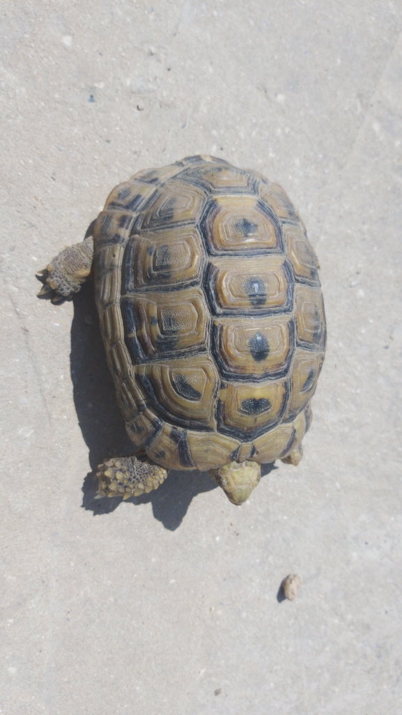 Testudo graeca  photographed by אברהם לינקולן 