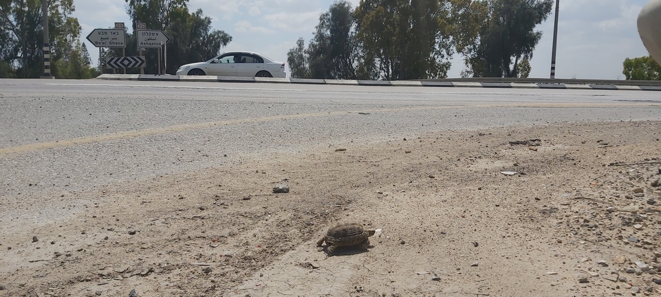 Testudo graeca  photographed by אברהם לינקולן 