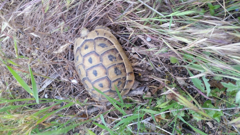 Testudo graeca  photographed by אחר 