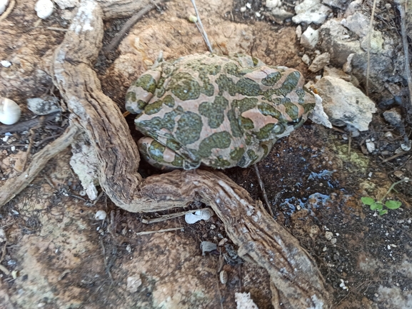 Bufo viridis  photographed by בעז שחם 