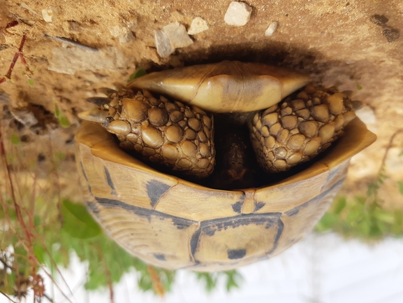 צב-יבשה מצוי  צולם על ידי רועי רבין 