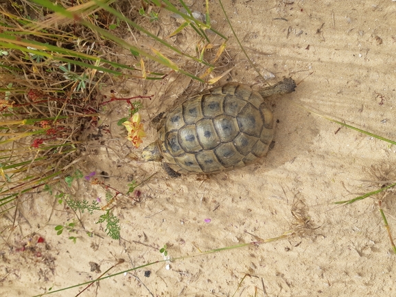 Testudo graeca  photographed by סיון מרדוק 