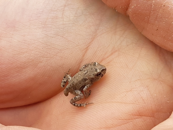 Bufo viridis  photographed by סיון מרדוק 