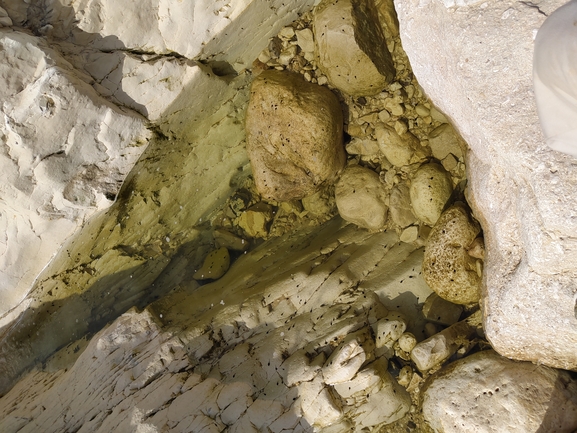 Bufo viridis  photographed by תומר מזרחי 