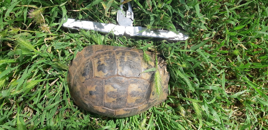 Testudo graeca  photographed by יגאל מילר 