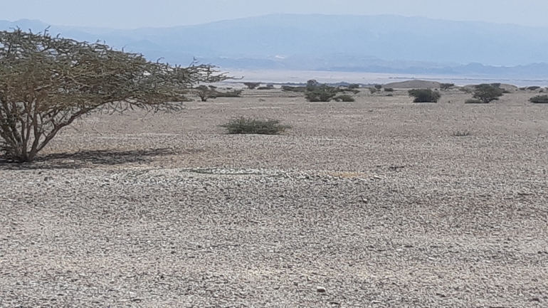 Dabb Lizard  photographed by אריה לב רוזנברג 