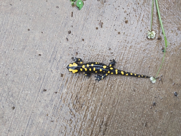 Salamandra infraimmaculata  photographed by ג'לאא בשארה 