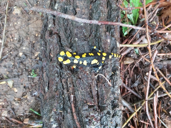 Salamandra infraimmaculata  photographed by ג'לאא בשארה 