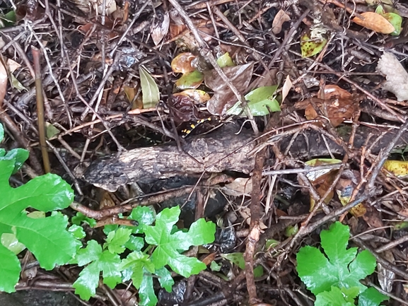 Salamandra infraimmaculata  photographed by ג'לאא בשארה 