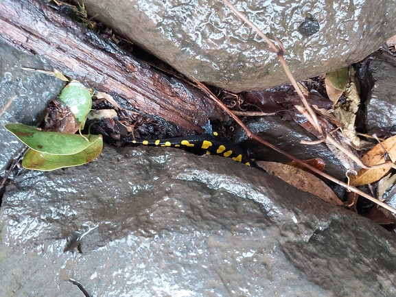 Salamandra infraimmaculata  photographed by ג'לאא בשארה 