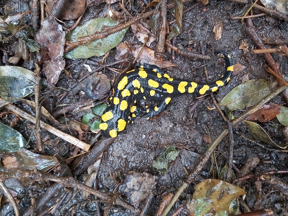 Salamandra infraimmaculata  photographed by ג'לאא בשארה 