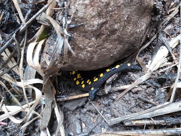 Salamandra infraimmaculata  photographed by ג'לאא בשארה 