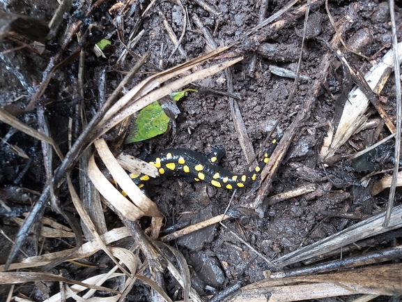 Salamandra infraimmaculata  photographed by ג'לאא בשארה 