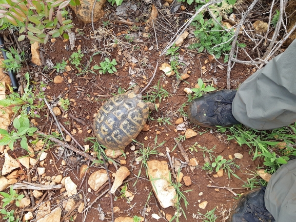 צב-יבשה מצוי  צולם על ידי נעם רווח 