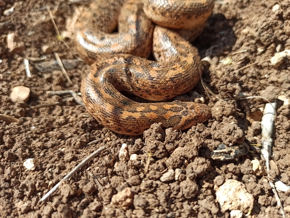 חנק משריץ  צולם על ידי בעז שחם 