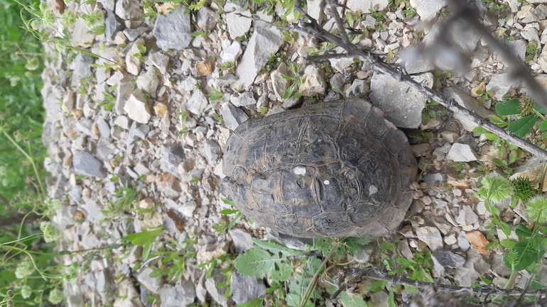 Testudo graeca  photographed by ליעד כהן 