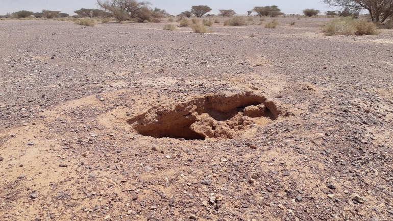 Dabb Lizard  photographed by עודד סהר 