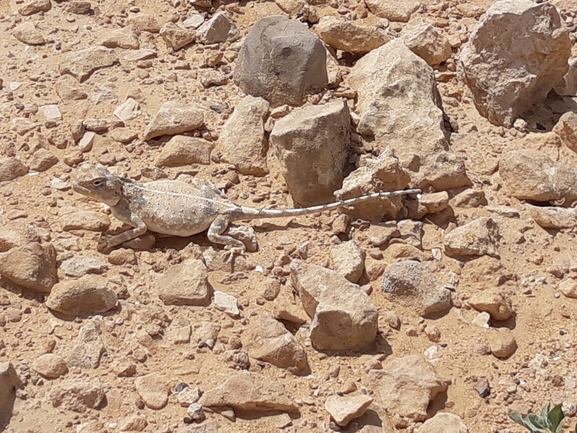 Agama pallida pallida  photographed by Gal Vine 